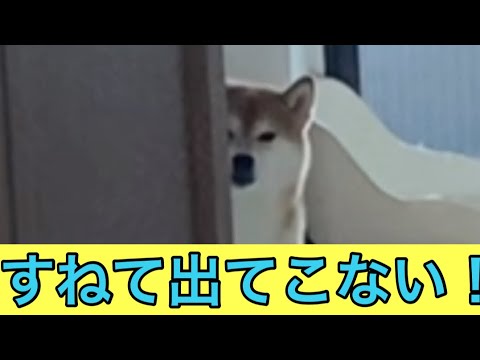 【柴犬飼い主54歳】留守番ばかりさせられて見送りもしないくなった柴犬！