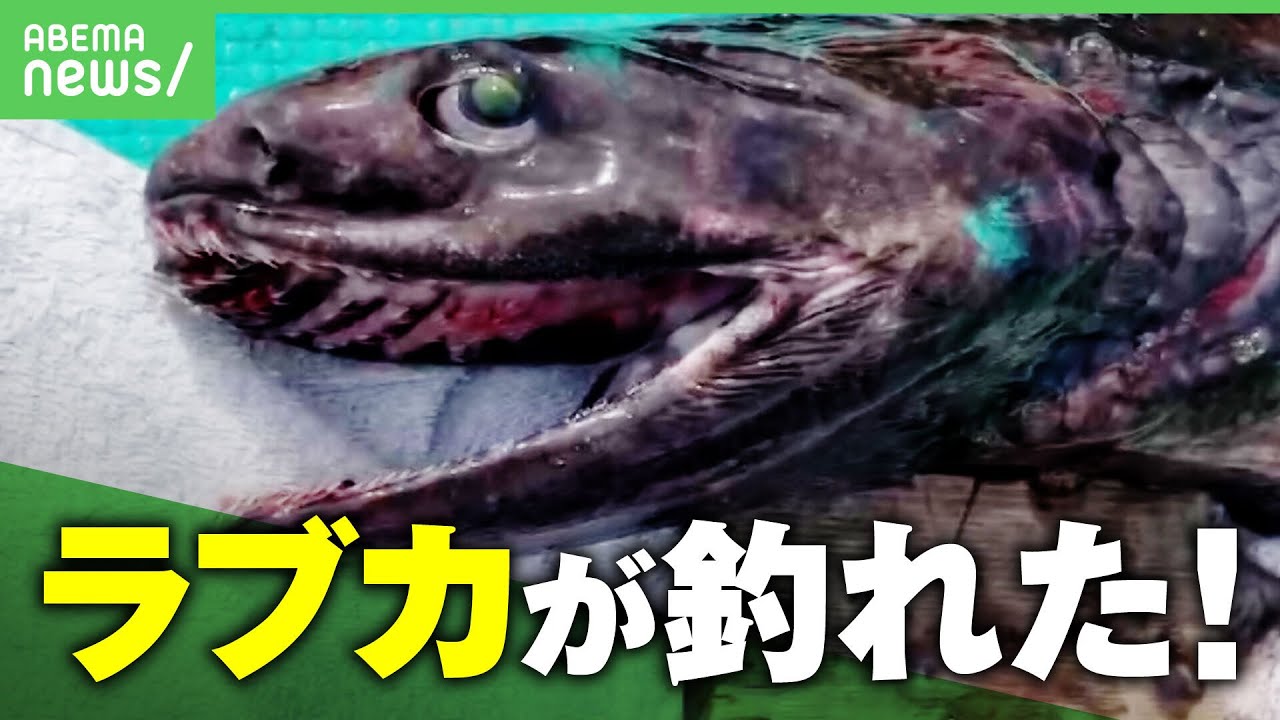 【生きた化石】「すげーな！」サメの仲間"ラブカ"が相模湾で釣れる…専門家も驚きのレア体験｜アベヒル
