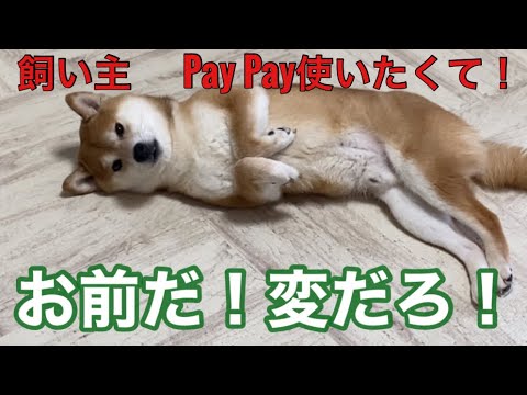 【柴犬飼い主54歳】飼い主Pay Pay使ってみたくて！