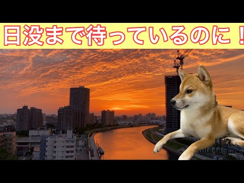 【柴犬飼い主54歳】日没まで待ち続ける柴犬！