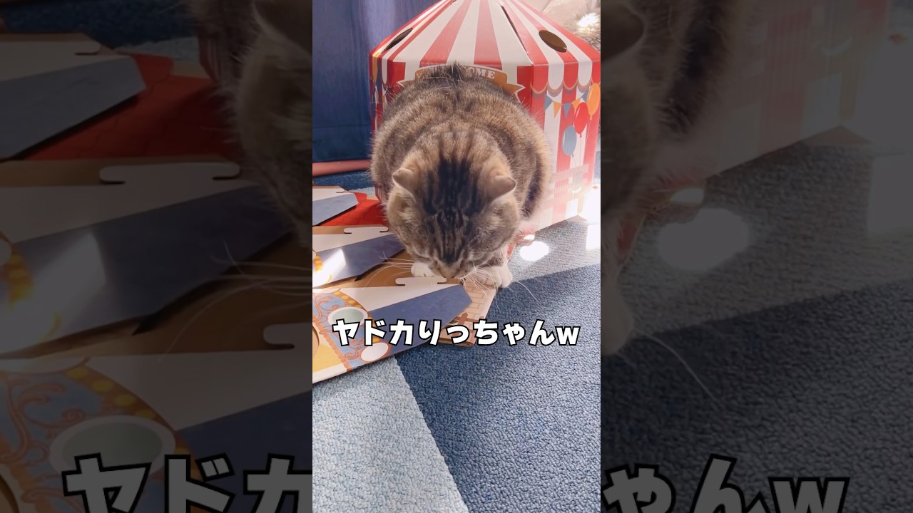 う〜ちのりっちゃんがセリアの猫ハウスにひっかかったらまさかの有名キャラが爆誕🤣 #猫