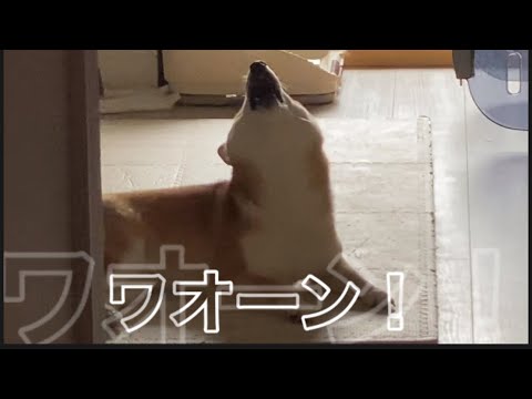 【柴犬飼い主54歳】今日も飼い主と一緒に遠吠えをする柴犬！