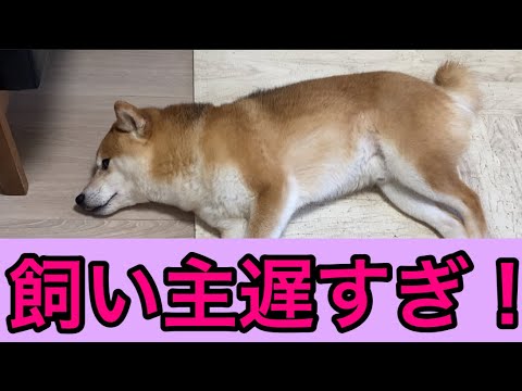 【柴犬飼い主54歳】飼い主の帰り遅すぎて寝てしまった柴犬！