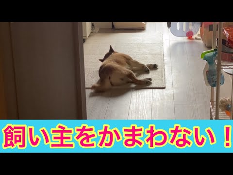 【柴犬飼い主54歳】飼い主が何しようがかまわなくなった柴犬！