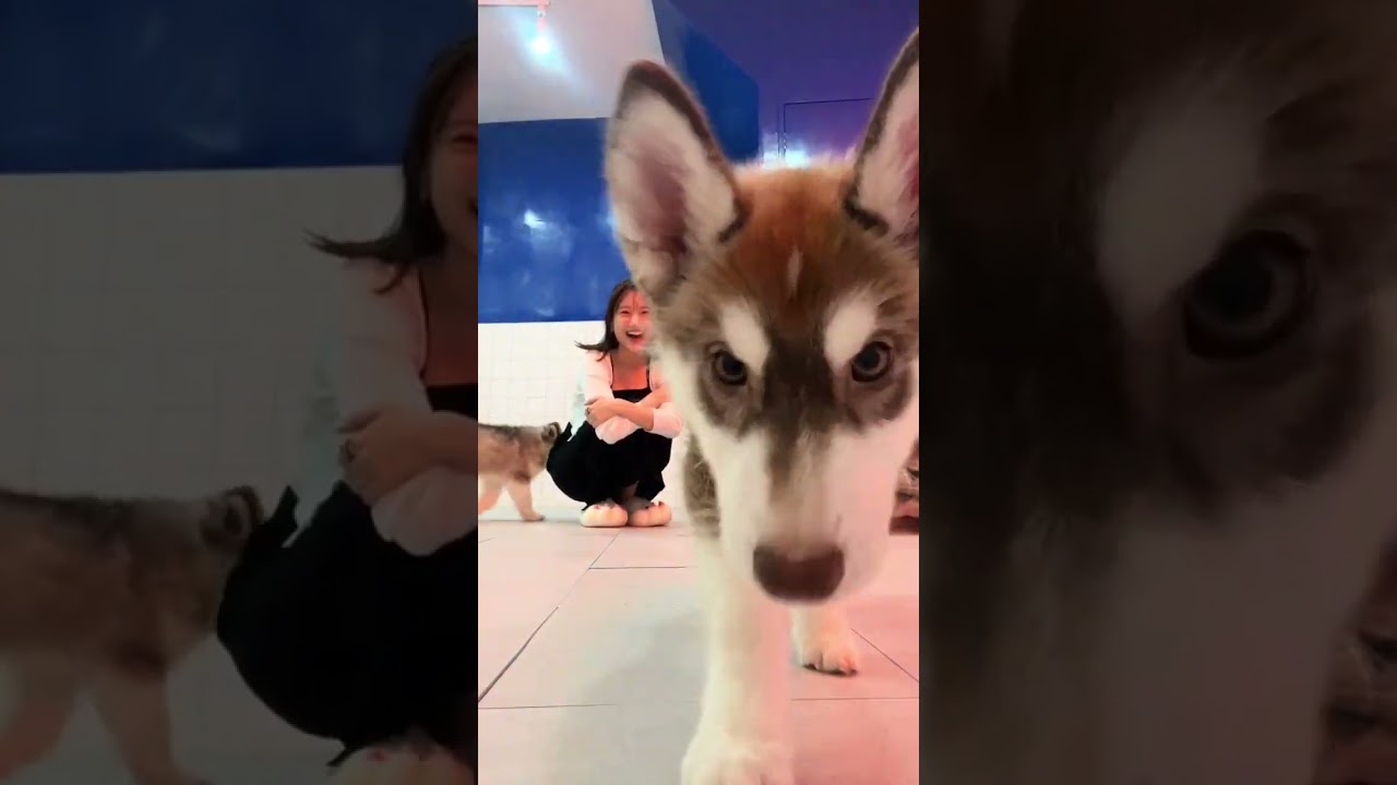 元HKT48 朝長美桜 田島芽瑠 癒しを求めて🐶🫶🏻💕 愛犬により会いたくなった🥹 #ドッグカフェ #犬カフェ #ハスキー
