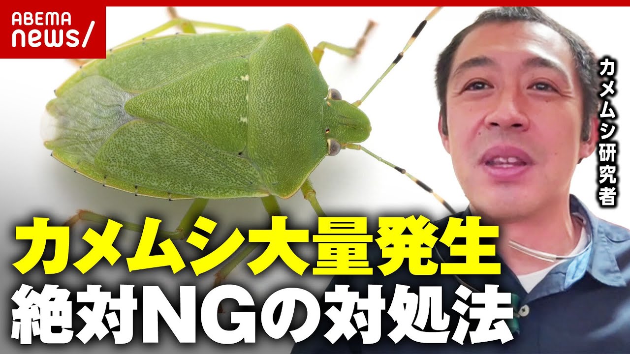【カメムシ大量発生】ニオイに要注意…果樹園に被害も やってはいけない対処法を専門家が解説｜ABEMA的ニュースショー