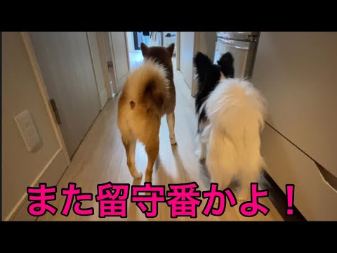 【柴犬飼い主54歳】連チャンで留守番お願いしたらすねて行っちゃった柴犬！