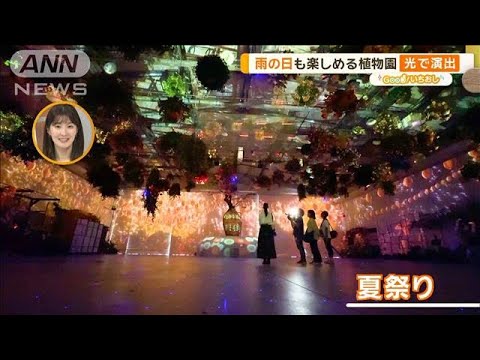 雨の日も楽しい！新感覚フラワーパーク　表情で変わる光の演出も【グッド！いちおし】【グッド！モーニング】(2024年6月6日)