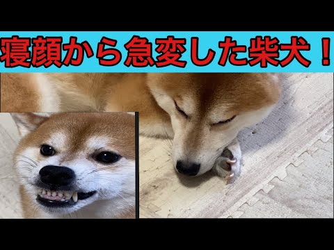【柴犬飼い主54歳】寝顔を撮影していたら気づかれ激怒り！