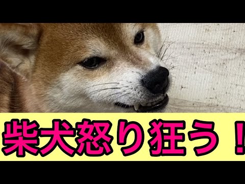 【柴犬飼い主54歳】飼い主が出かける前に怒り狂う柴犬！