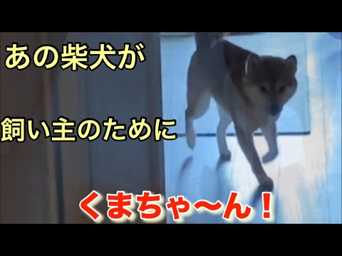 【柴犬飼い主54歳】あの柴犬が初めて飼い主に顔をみせにきた！