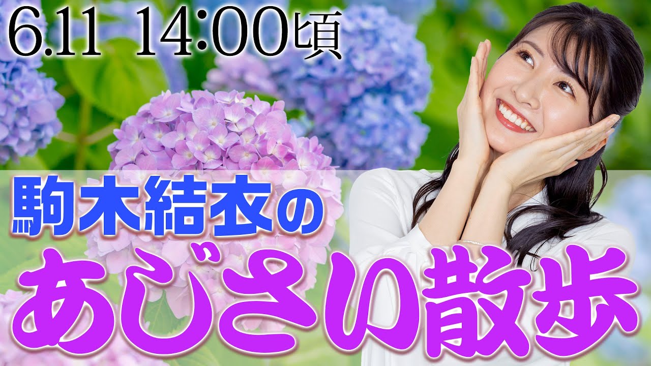 【梅雨時期におすすめ】あじさい散歩/駒木結衣キャスター　2024.06.11(火)