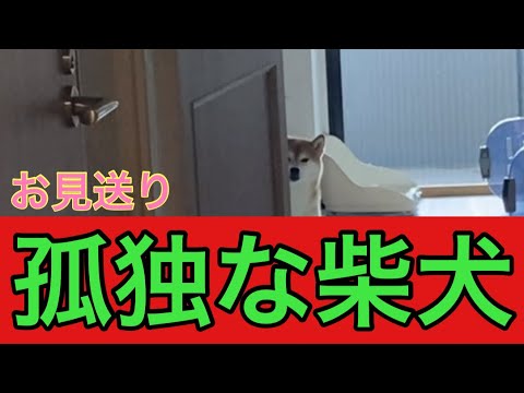 【柴犬飼い主54歳】飼い主以外にお見送りをした柴犬！