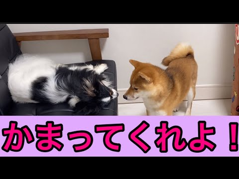 【柴犬飼い主54歳】あまりにも暇過ぎてパピヨン起こしてみた！