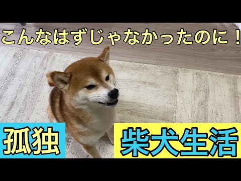 【柴犬飼い主54歳】柴犬と暮らしてこんなはずじゃなかったのに！