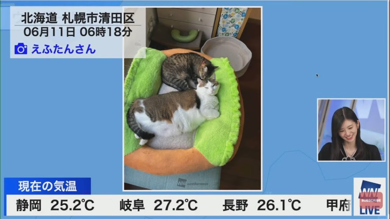 わんわんリポート1発目ににゃんにゃんを引く大島璃音【ウェザーニュース切り抜き】