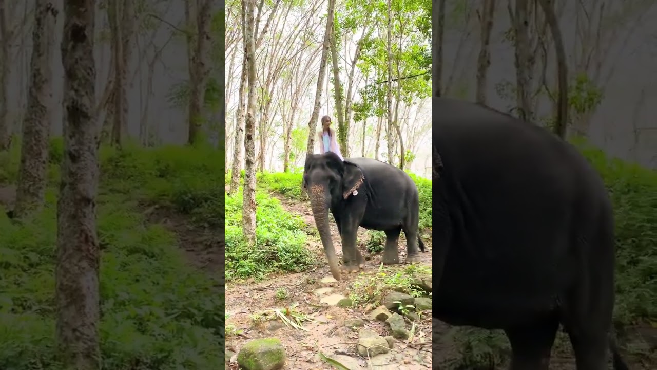 ただ乗っているだけなのに…優勝♡ #乃木坂46 #日向坂46 #弓木奈於