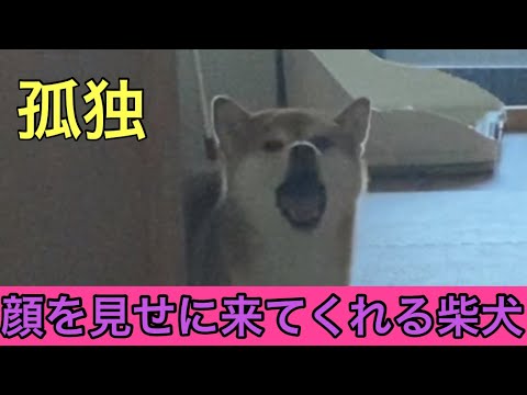 【柴犬飼い主54歳】顔が見たいな！と言ったら見せに来てくれる柴犬！