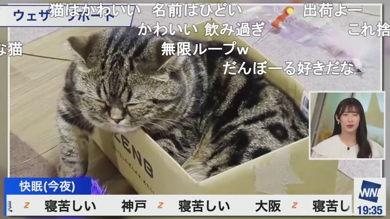 【蔵出し切り抜き】猫のリポート ニコ生コメント付き【山岸愛梨】