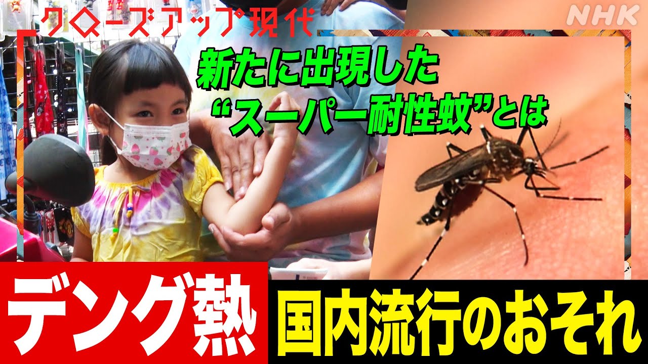 【蚊が媒介】世界大流行中の『デング熱』国内の感染者も増加 最新の対策は？駆除しづらい“スーパー耐性蚊”に要注意(語り:小松未可子)【クロ現】| NHK