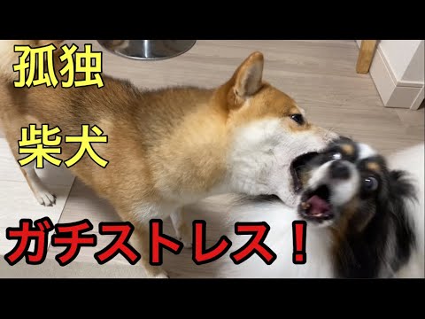 【柴犬飼い主54歳】柴犬のストレス発散にパピヨン被害被る！