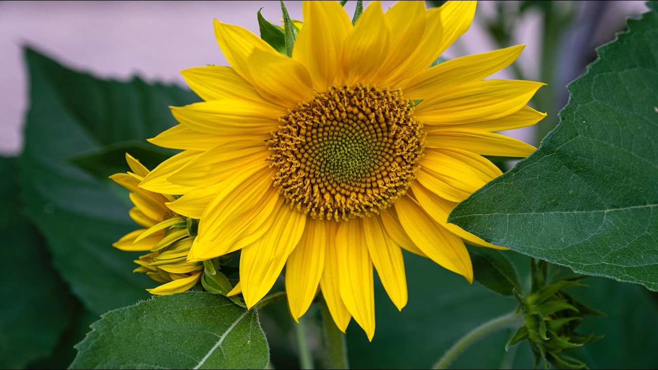 サンデーLIVE!! 2024年6月16日 LIVE【1080pHD】