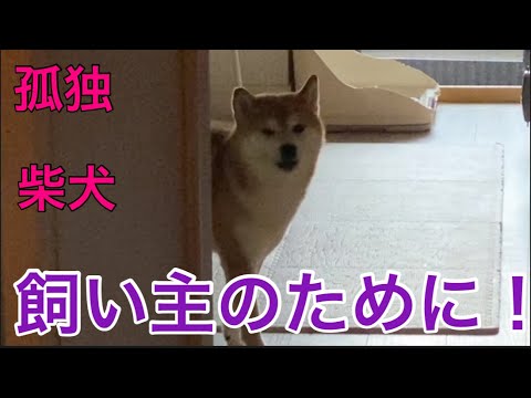 【柴犬飼い主54歳】すねていた柴犬が飼い主のために顔みせした！