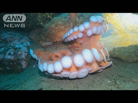 「あまりの大きさに恐怖感じた」“世界一大きいタコ”撮影に成功【スーパーJチャンネル】(2024年6月13日)