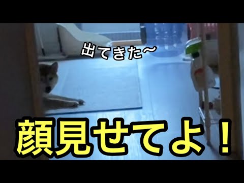 【柴犬飼い主54歳】寂しいから顔見たいって言ったら出てきた！