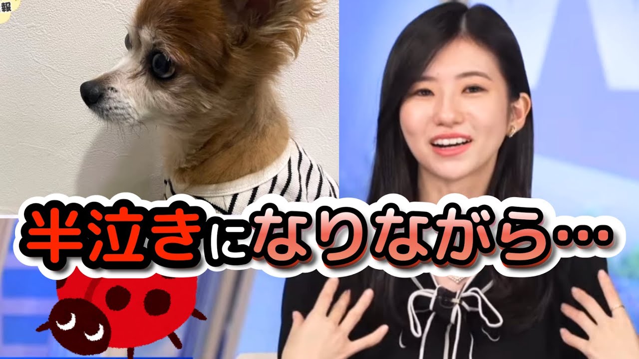 【大島璃音】最新の"愛犬チャチャ"情報のはずが、半泣きになりながら、家でテントウムシと格闘した話をしちゃう"お天気お姉さん"【ウェザーニュース切り抜き】