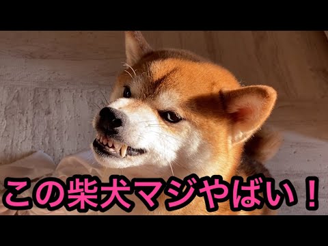 【柴犬飼い主54歳】急に飼い主に怒り顔をする柴犬！