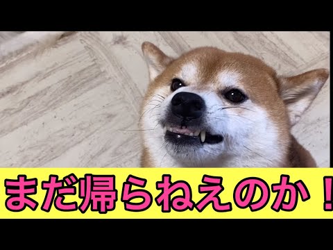 【柴犬成犬54歳】それでも飼い主を待ち続ける柴犬！