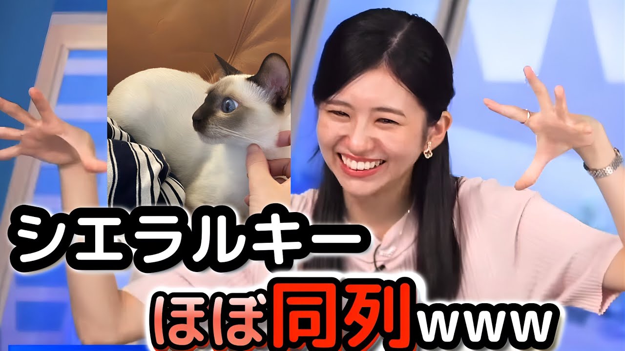 【大島璃音】お互い「遊んであげてる」と思っている、愛猫"シエル"と飼い主の"お天気お姉さん"【ウェザーニュース切り抜き】