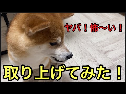 【柴犬飼い主54歳】柴犬が遊んでいる物を取り上げてみた！