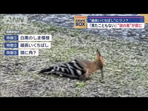 “細長いくちばし”に角？ 「見たこともない」“謎の鳥”が庭に【スーパーJチャンネル】(2024年6月19日)