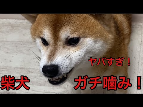 【柴犬飼い主54歳】柴犬ガチで飼い主を噛む！