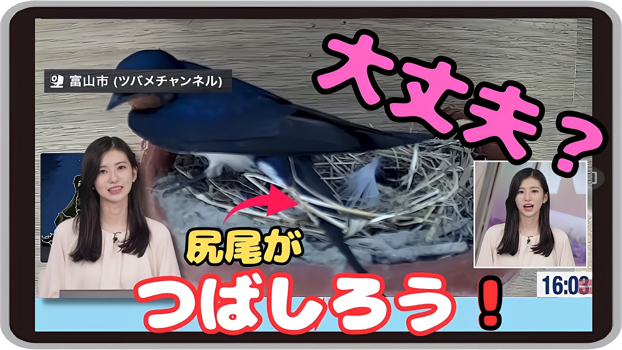 【大島璃音】『鳥界詳しい方大丈夫？』「観たい映画配信終了～つばしろうの尻尾が藁に挟まっているのが気になって仕方がない優しいのんちゃん」【ウェザーニュース】20240621