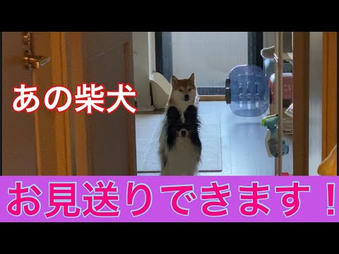 【柴犬飼い主54歳】飼い主の見送り出来るようになりました！