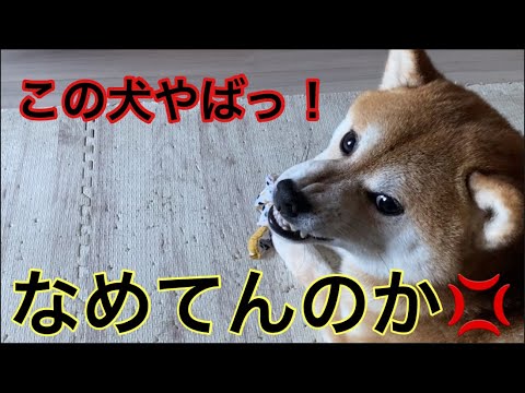 【柴犬飼い主54歳】5歳の柴犬だからとナメていたらやばかった！