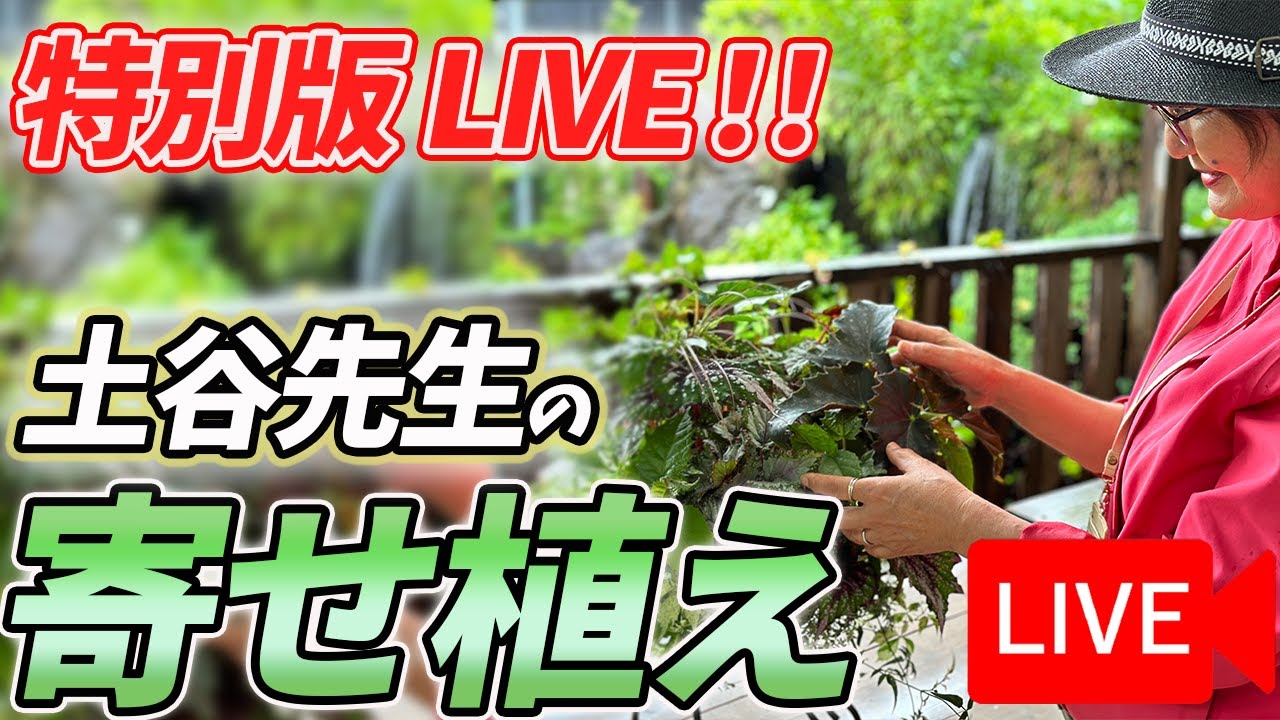 《ラグランジア》6月14日 土谷先生の寄せ植えをLIVEにてご紹介！八王子本店からお届けします！