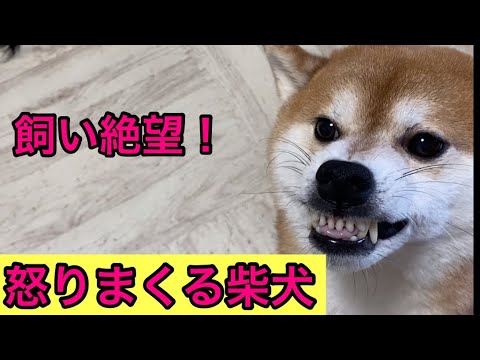 【柴犬飼い主54歳】怒ってばかりいる柴犬が〝お見送り〟してくれた！