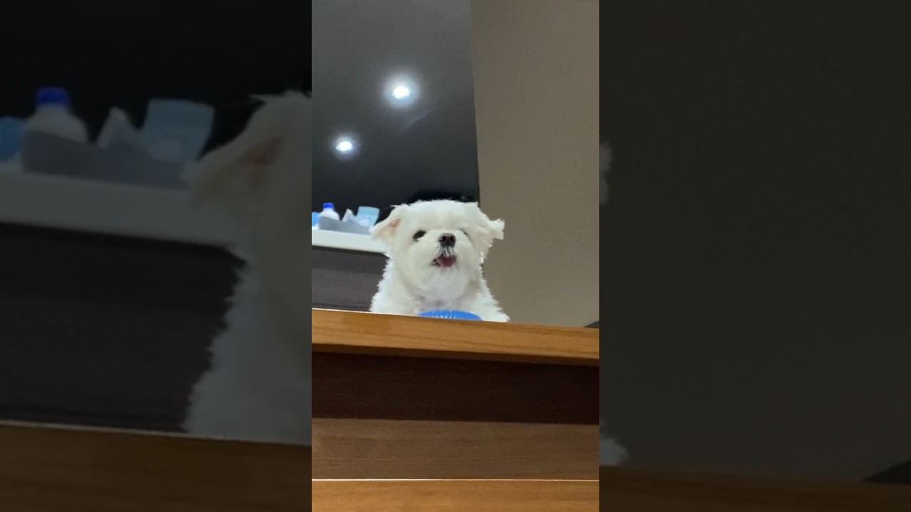 ママの帰りを待つ心配性な犬🐶#shorts #可愛い犬 #マルチーズ