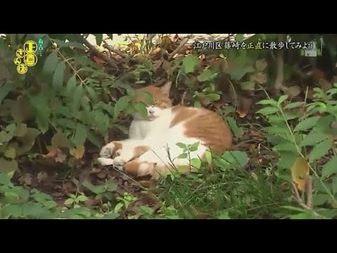 『有吉くんの正直さんぽ』 𒅒 🅷🅾🆃 ☂「江戸川区篠崎を正直に散歩してみよう」🏃‍♀️🏃‍♂️🏃‍♂️