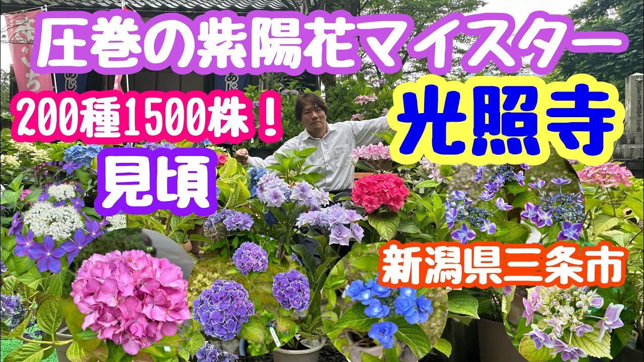 2024年6月24日 光照寺の紫陽花 見頃！圧巻の紫陽花マイスター 200種1500株 新潟県三条市