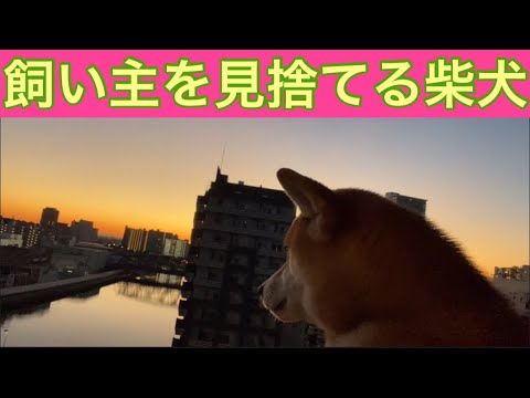 【柴犬飼い主54歳】柴犬に完全に無視されている飼い主！