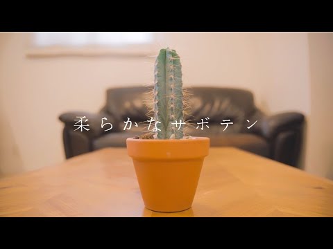 短編映画『柔らかなサボテン』
