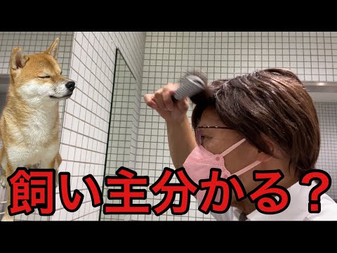 【柴犬飼い主54歳】飼い主カツラかぶってバレない？お客さん編！