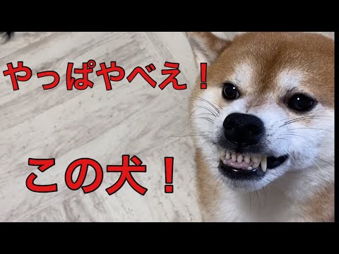 【柴犬飼い主54歳】飼い主やられる！