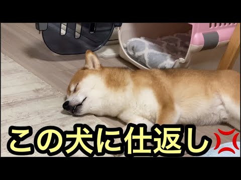 【柴犬飼い主54歳】柴犬にナメられっぱなしなんで仕返ししてみた！