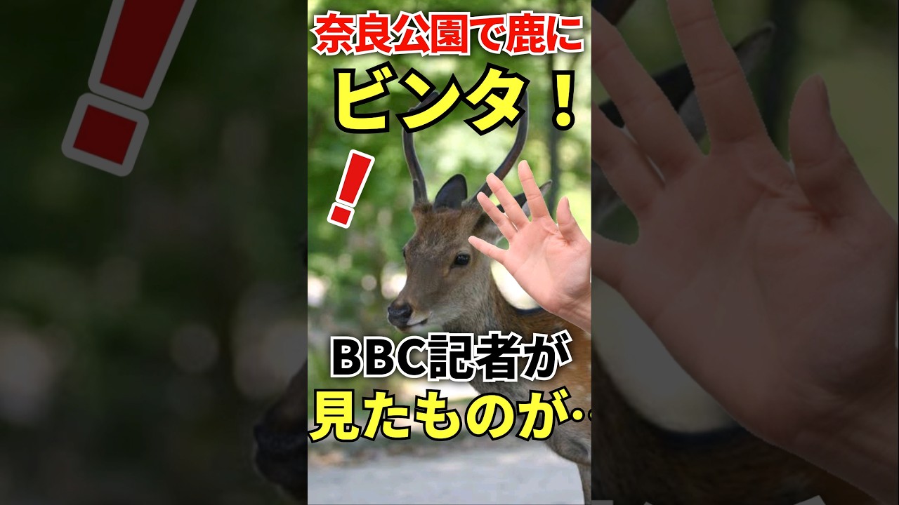 なにをするんだぁ！BBC記者が奈良で見た衝撃の光景とは？ ♯海外の反応 ♯外国の反応